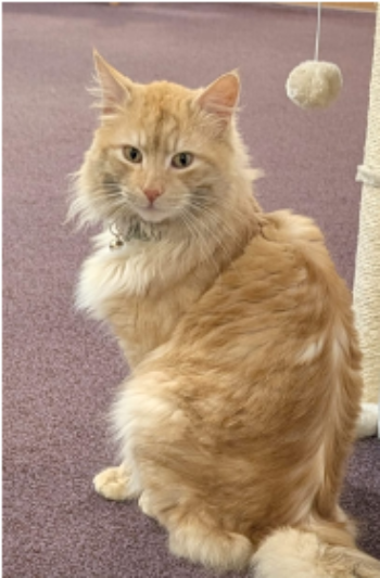 Ozward Paw'some Pet